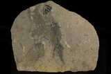 Bargain, Discosauriscus (Permian Reptiliomorph) - Czech Republic #175085-3